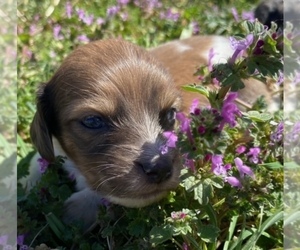 Dachshund Puppy for sale in SPRINGTOWN, TX, USA