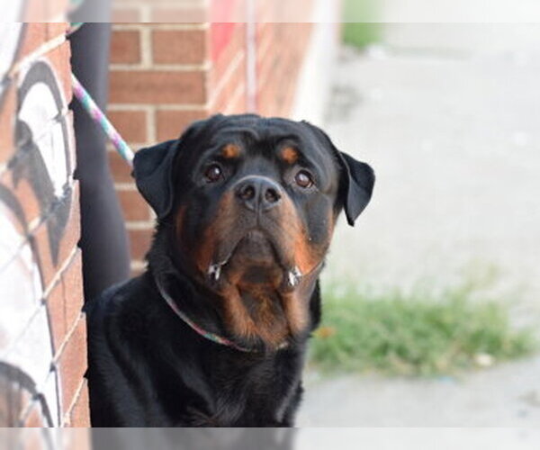 Medium Photo #2 Rottweiler Puppy For Sale in Hillsboro, NH, USA