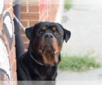 Small #1 Rottweiler