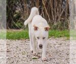 Small Labrador Retriever