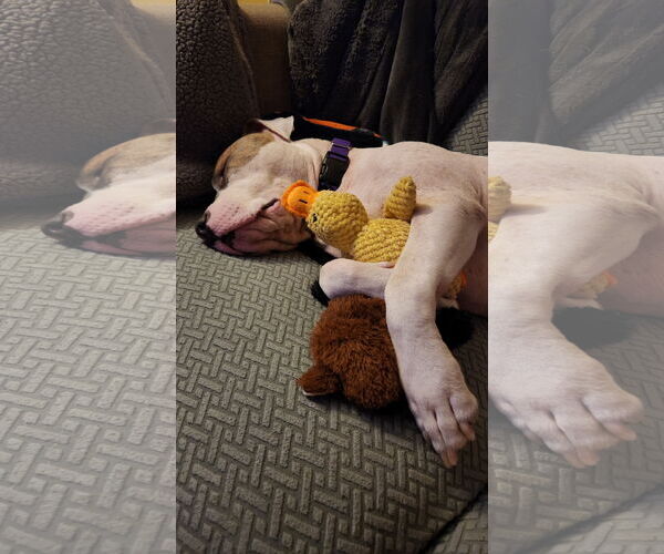 Medium Photo #27 Mutt Puppy For Sale in Philadelphia, PA, USA