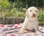 Puppy Hades Labrador Retriever