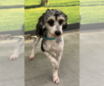Small Aussiedoodle Miniature 