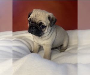 Pug Puppy for sale in EDWARDSBURG, MI, USA