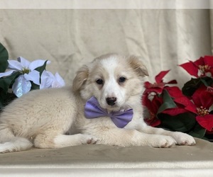Border Collie-Golden Retriever Mix Puppy for sale in LANCASTER, PA, USA