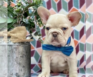 French Bulldog Puppy for sale in LANCASTER, PA, USA