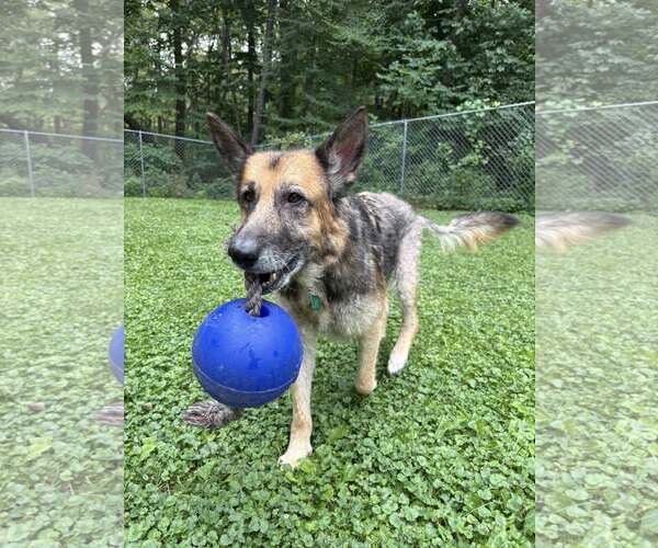 Medium Photo #2 German Shepherd Dog-Unknown Mix Puppy For Sale in Clarkston, MI, USA