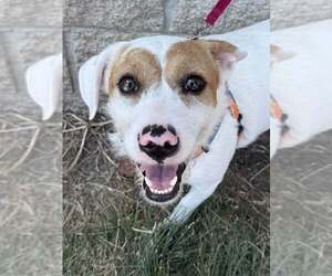 Beagle-Unknown Mix Dogs for adoption in Lee's Summit, MO, USA