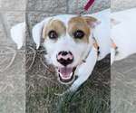 Lilly Rose - Female Beagle-Unknown Mix Dog for Adoption - Small photo