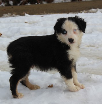 Medium Photo #2 Australian Shepherd Puppy For Sale in MARION CENTER, PA, USA