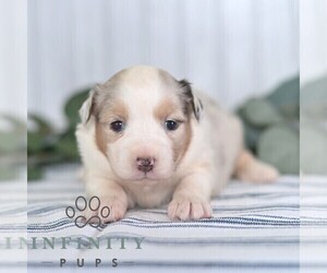 Miniature Australian Shepherd Puppy for sale in REBERSBURG, PA, USA