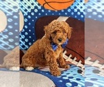 Small Photo #2 Poodle (Miniature) Puppy For Sale in OXFORD, PA, USA
