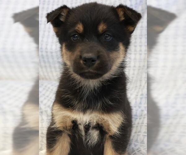 Medium Photo #1 Mutt Puppy For Sale in Thief River Falls, MN, USA