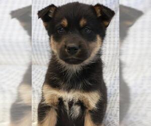 Mutt Dogs for adoption in Thief River Falls, MN, USA