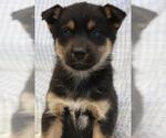 Mavi - Female Mutt Dog for Adoption - Small photo