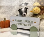 Sky - Female Chihuahua Puppy for Sale - Photo #3