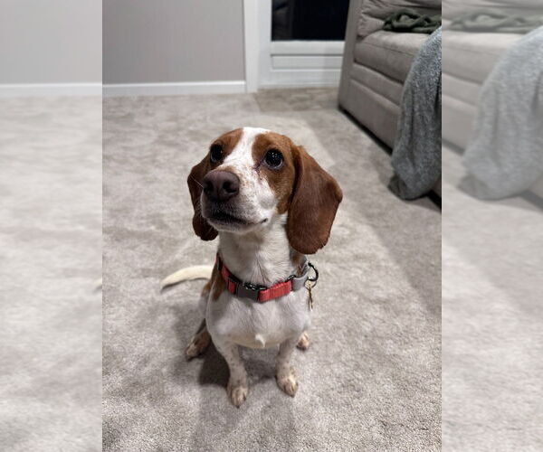 Medium Photo #1 Beagle-Unknown Mix Puppy For Sale in Minneapolis, MN, USA