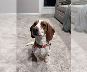 Beagle Mix Dog for Adoption in Minneapolis, Minnesota USA
