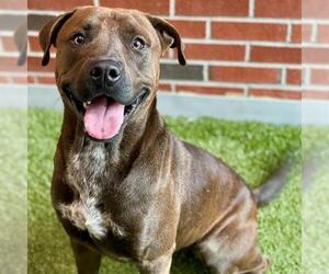 American Pit Bull Terrier-Unknown Mix Dogs for adoption in Edmond, OK, USA