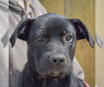Small #5 Boxer Mix