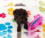 Small #4 Cockapoo (Toy)-Poodle (Toy) Mix