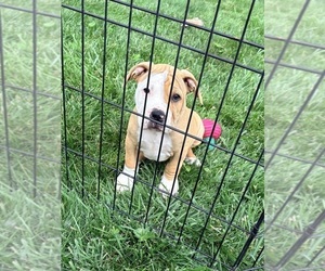 American Bulldog Puppy for sale in OMAHA, NE, USA