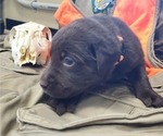 Small #6 Labrador Retriever