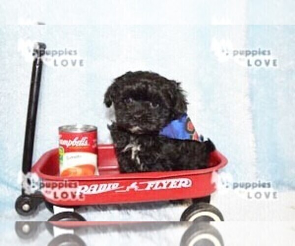 Medium Photo #16 Maltipoo Puppy For Sale in SANGER, TX, USA