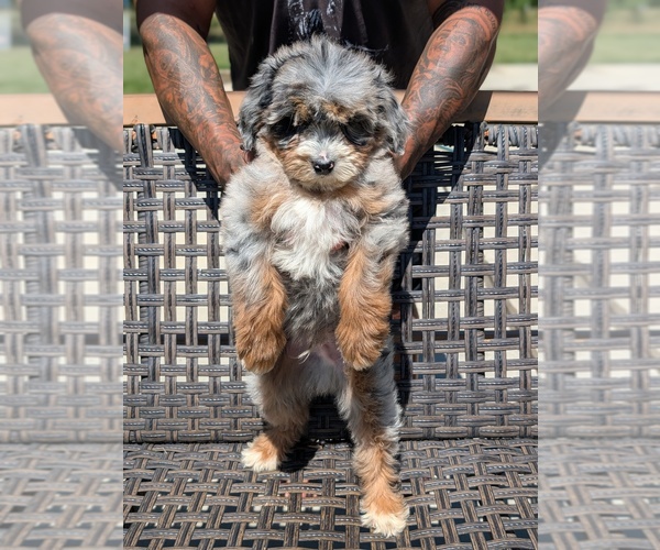 Medium Photo #1 Bernedoodle (Miniature) Puppy For Sale in SACRAMENTO, CA, USA