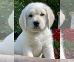 Small Photo #1 Labradoodle Puppy For Sale in GLENDALE, CA, USA