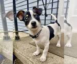Small #2 Chihuahua Mix