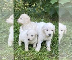 Small #7 Goldendoodle