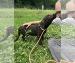 Image preview for Ad Listing. Nickname: AKC Free to 400