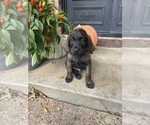Small #4 Goldendoodle
