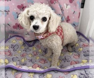 Poodle (Miniature) Dogs for adoption in Pacolet, SC, USA