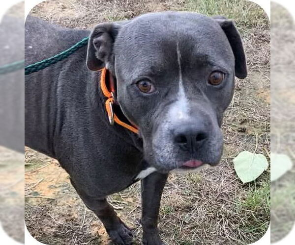 Medium Photo #5 Mutt Puppy For Sale in Ridgefield, CT, USA