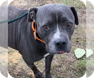 Watson - Male Mutt Dog for Adoption - Photo #5