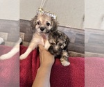 Small #1 Maltipoo