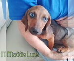 Small #1 Dachshund