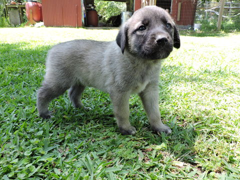 Medium Photo #1 Anatolian Shepherd Puppy For Sale in ABITA SPRINGS, LA, USA