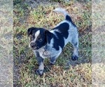 Small Photo #33 Australian Cattle Dog Puppy For Sale in SYLMAR, CA, USA