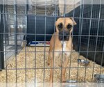 Small Photo #10 Black Mouth Cur-Greyhound Mix Puppy For Sale in Minneapolis, MN, USA