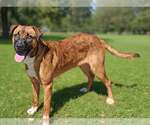 Small #4 German Shepherd Dog Mix