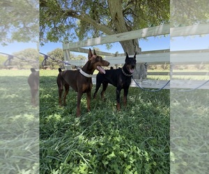 Mother of the Doberman Pinscher puppies born on 08/08/2026