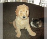 Small Photo #13 Goldendoodle Puppy For Sale in LINCOLN, AL, USA