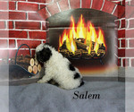 Small #13 Poodle (Toy)