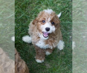 Cavapoo Puppy for sale in MILWAUKEE, WI, USA
