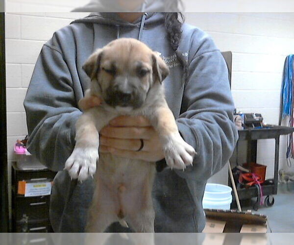 Medium Photo #1 Labrador Retriever-Unknown Mix Puppy For Sale in Fayetteville, NC, USA