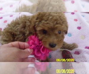 Poodle (Toy) Puppy for sale in DULUTH, GA, USA