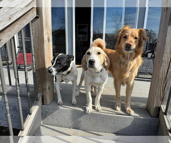 Medium Photo #3 Mutt Puppy For Sale in Overland Park, KS, USA